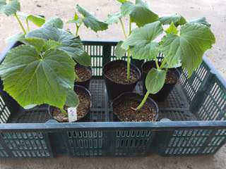 キュウリ苗の植付け