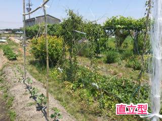 キュウリ栽培の直立型支柱