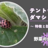 テントウムシダマシ｜野菜の害虫