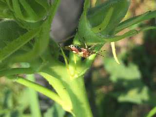オクラに寄生したカメムシ