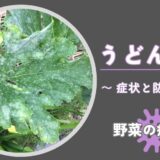 うどんこ病｜野菜の病気