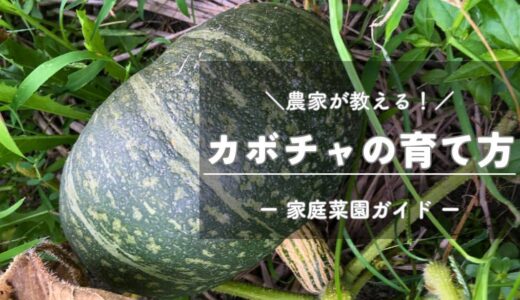 カボチャの育て方と栽培のコツ