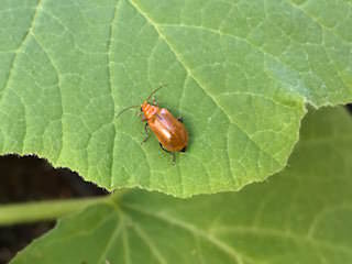 カボチャ苗についているウリハムシ
