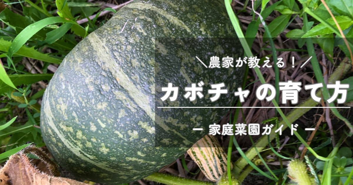 モランガかぼちゃの種(自然栽培) モランガかぼちゃの種(自然栽培) モランガかぼちゃの種(自然栽培