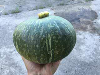 カボチャの収穫