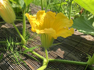 カボチャの雄花