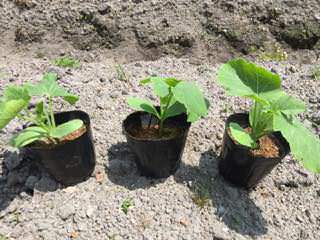 カボチャ苗の定植時期