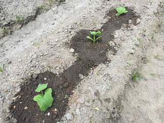 カボチャの定植