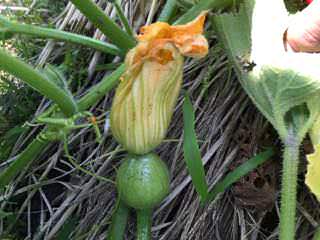カボチャの雌花