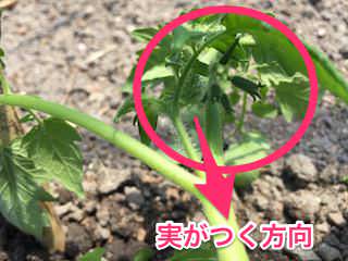 トマトの果房を収穫作業側に植える