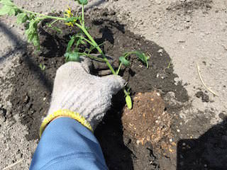 トマト苗の植付け