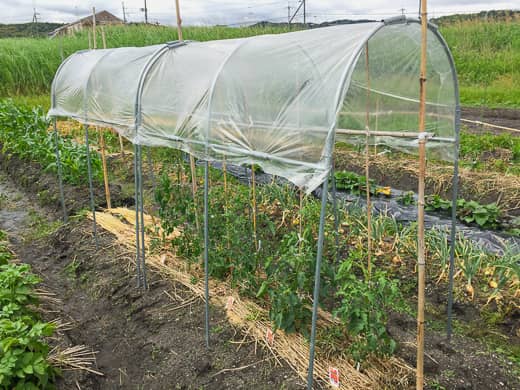 トマトの雨よけ栽培