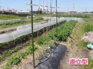 トマトの支柱立て(直立型)