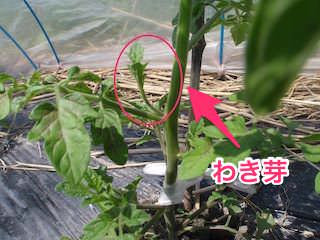 トマトのわき芽