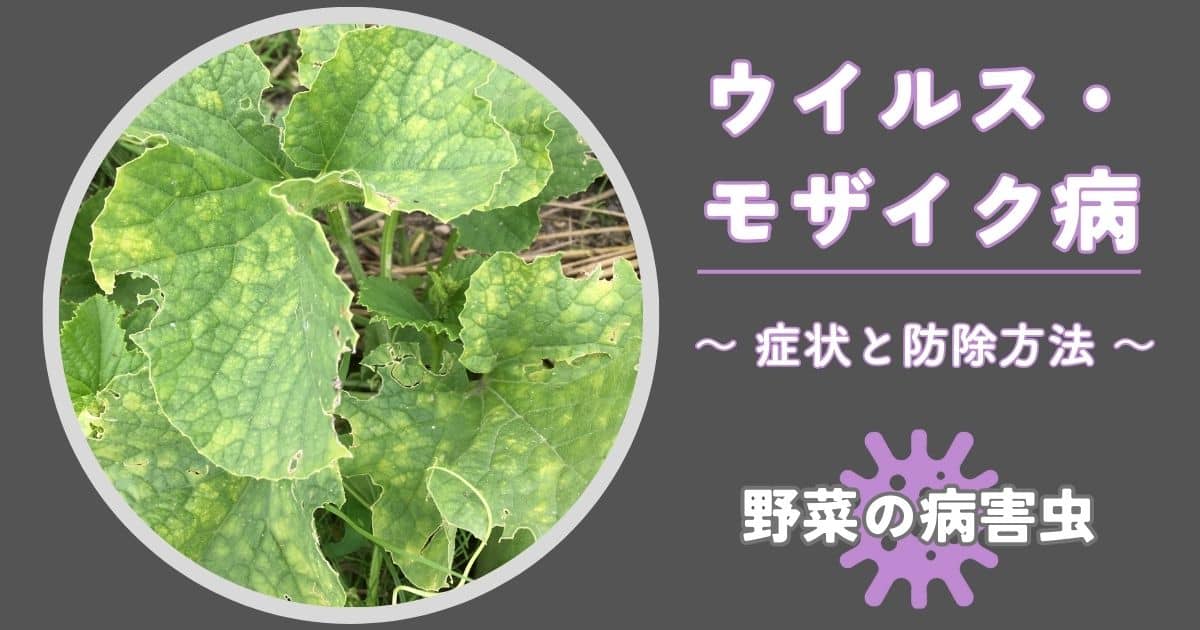 ウイルス・モザイク病｜症状の見分け方・発生原因と防除方法