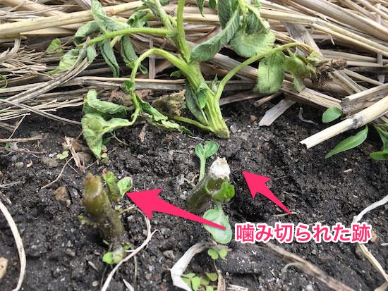 ネキリムシに噛み切られたジャガイモ苗