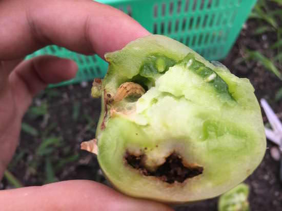 トマトの中にいるオオタバコガの幼虫