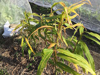 葉が茶色く収穫適期のショウガ