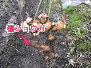 収穫したショウガに付いている種ショウガも食べられる