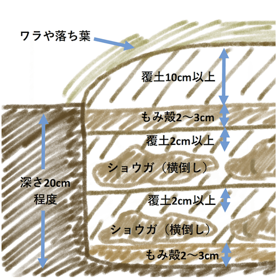 ショウガ 生姜 の栽培方法 育て方のコツ やまむファーム