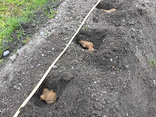 種ショウガの植え付け