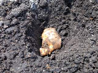 種ショウガの植え付け