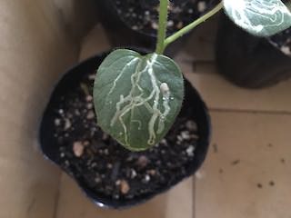 オクラの葉を食害するマメハモグリバエ