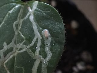 オクラの葉を食害するマメハモグリバエ