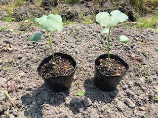 植え付けサイズのオクラ苗