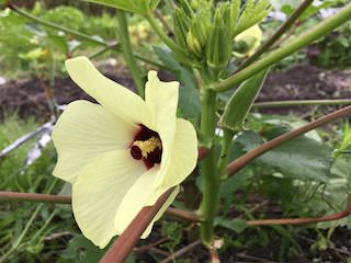 オクラの花