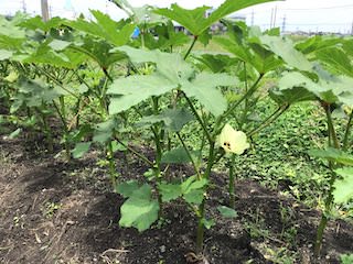 生長したオクラの株