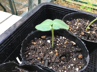 オクラの発芽