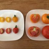 ベルモンテのトマト食べ比べ