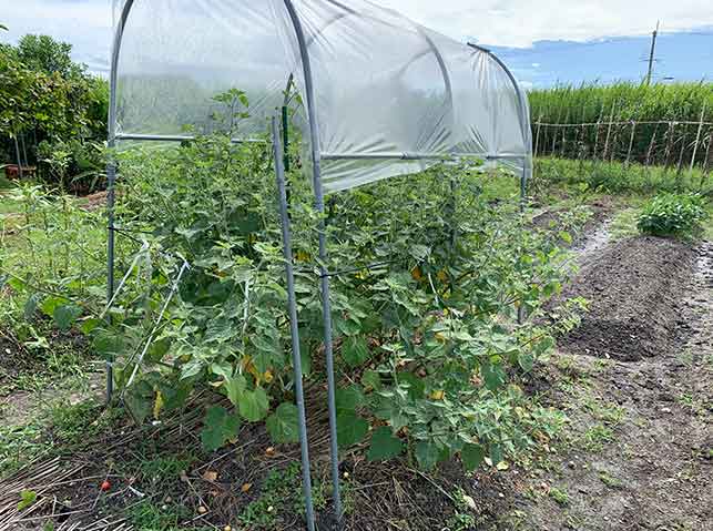食用ほおずき ストロベリートマト の栽培記録 やまむファーム