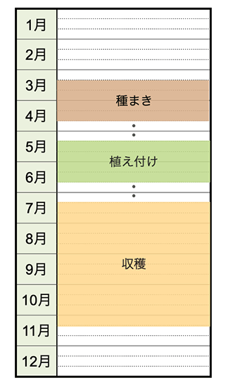 食用ほおずき ストロベリートマト の栽培記録 やまむファーム