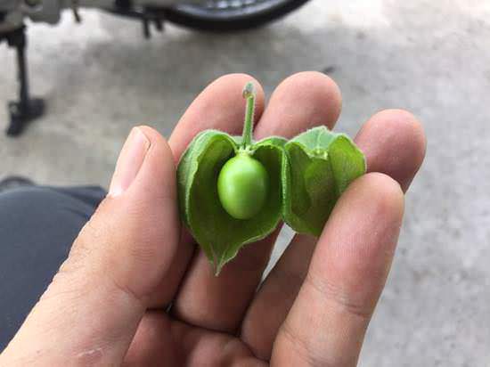 s-tomato12.jpg 食用ほおずきの実(成熟前)