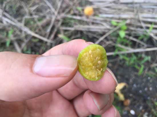 s-tomato15.jpg 食用ほおずきを食べてみる