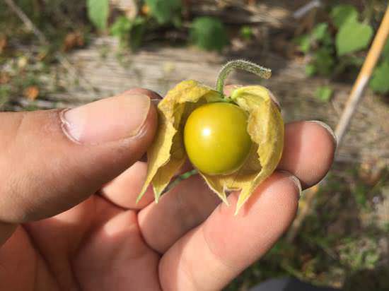 s-tomato16.jpg 食べ頃に熟した食用ほおずき(ストロベリートマト)
