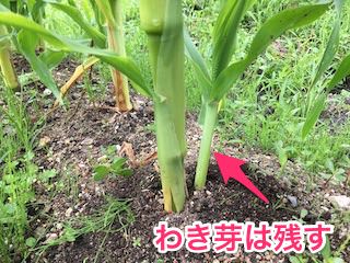 トウモロコシのわき芽