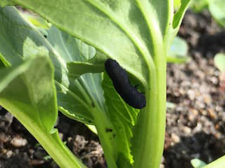 チンゲンサイの葉を食害するカブラハバチの幼虫
