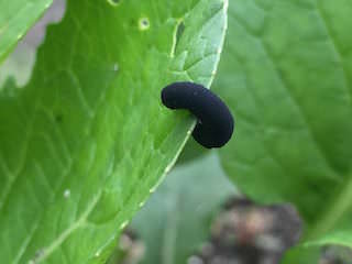 コマツナの葉を食害するカブラハバチの幼虫