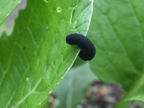 カブラハバチの幼虫