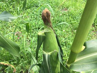 ヒゲが茶色く縮れたらトウモロコシ収穫の目安