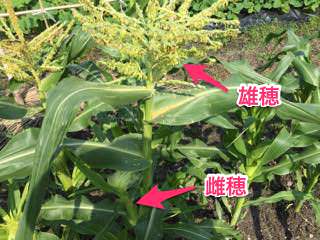 トウモロコシの雄穂と雌穂