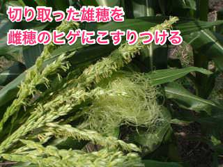 トウモロコシの人工授粉