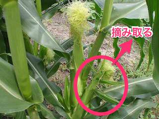 摘果(除穂)