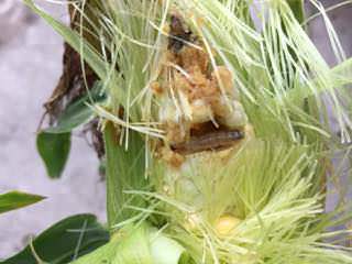 トウモロコシを食害するアワノメイガ