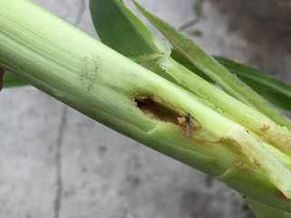 トウモロコシの茎に食入するアワノメイガの幼虫