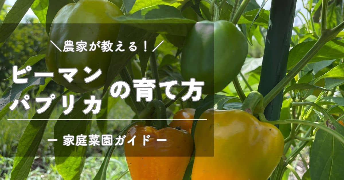 ピーマン・パプリカの育て方と栽培のコツ | やまむファーム ピーマン・パプリカの育て方と栽培のコツ | やまむファーム