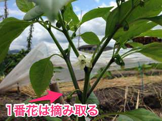 ピーマンの一番花は摘み取る